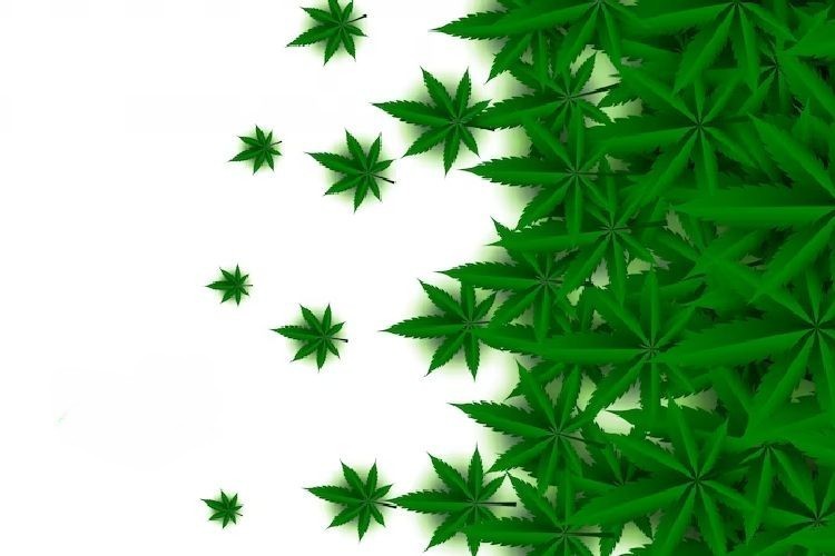 virginia medical marijuana card