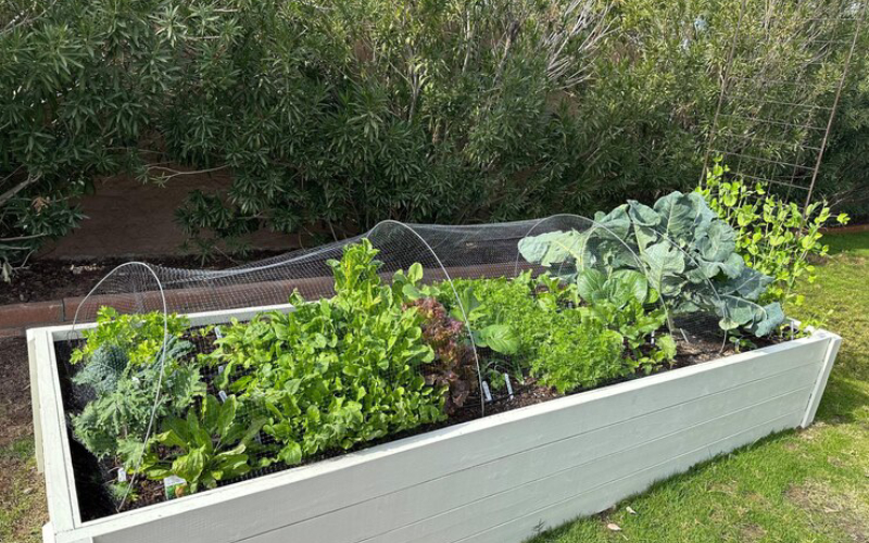 raised garden beds for sale