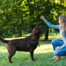 When to Hire a Dog Behavior Expert Witness for Court?