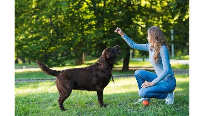 When to Hire a Dog Behavior Expert Witness for Court?