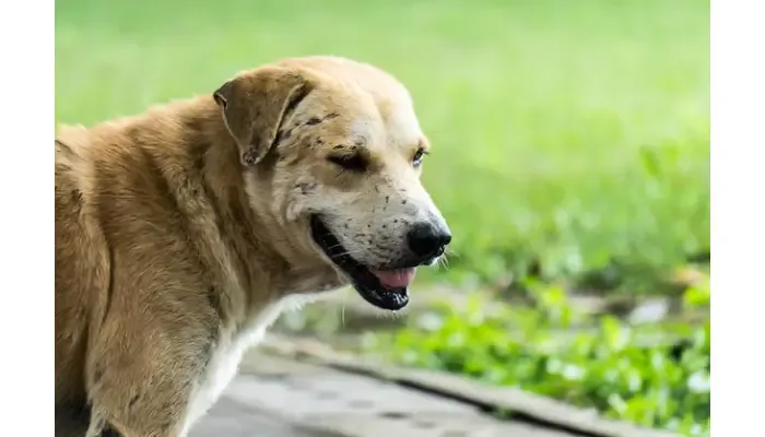 Legal Cases That Rely on Expert Witness Animal Behavior Testimony